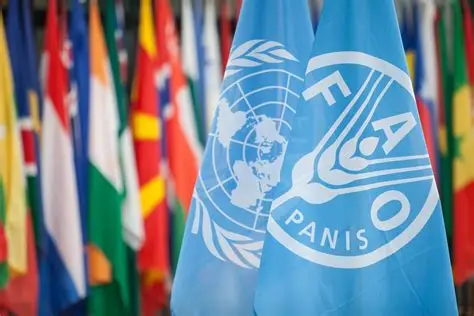 FAO Internship Programme